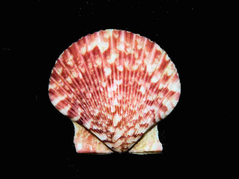 (image for) Argopecten circularis 1 5/8” or 41.71mm. Mazatlan Lot#17931