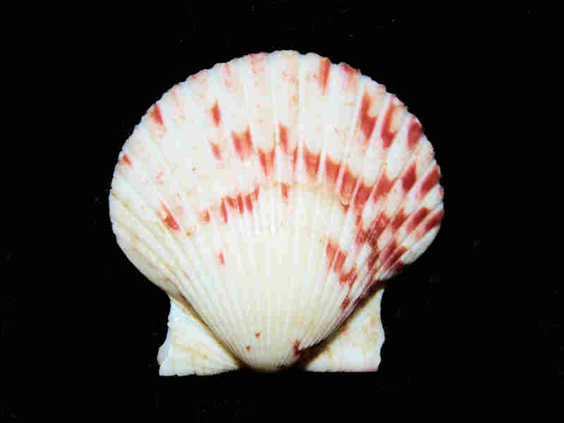 Modal Additional Images for Argopecten circularis 1 5/8” or 41.71mm. Mazatlan Lot#17931