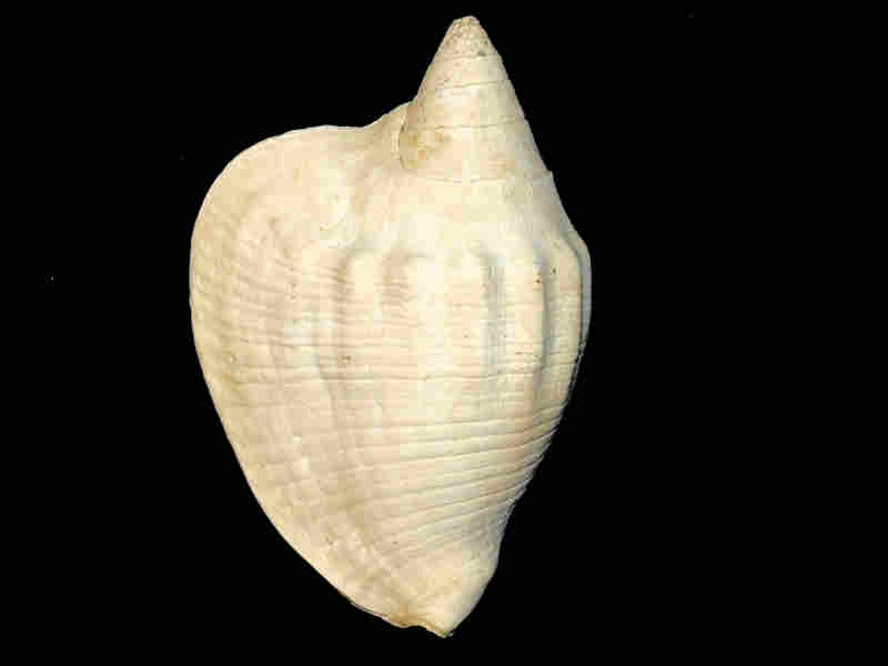 (image for) Macrostrombus collierensis or 7 3/8” or 186.06mm."Golden Gate Member" Lot#17962