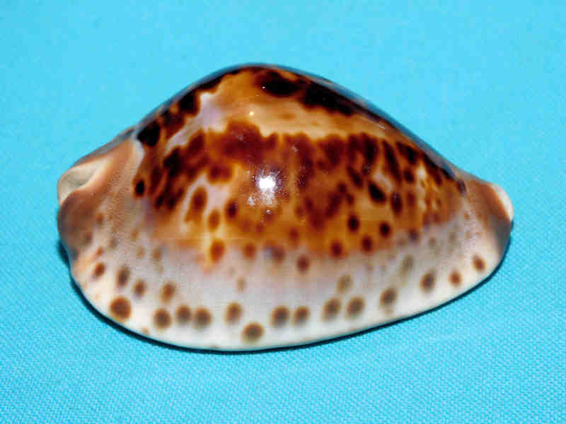 Zoila jeaniana jeaniana 71.31mm. "Gorgeous, Superb & Colorful" LOT#901241JB