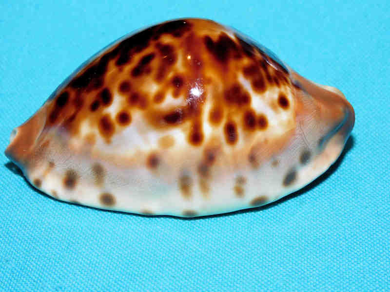 Zoila jeaniana jeaniana 71.31mm. "Gorgeous, Superb & Colorful" LOT#901241JB