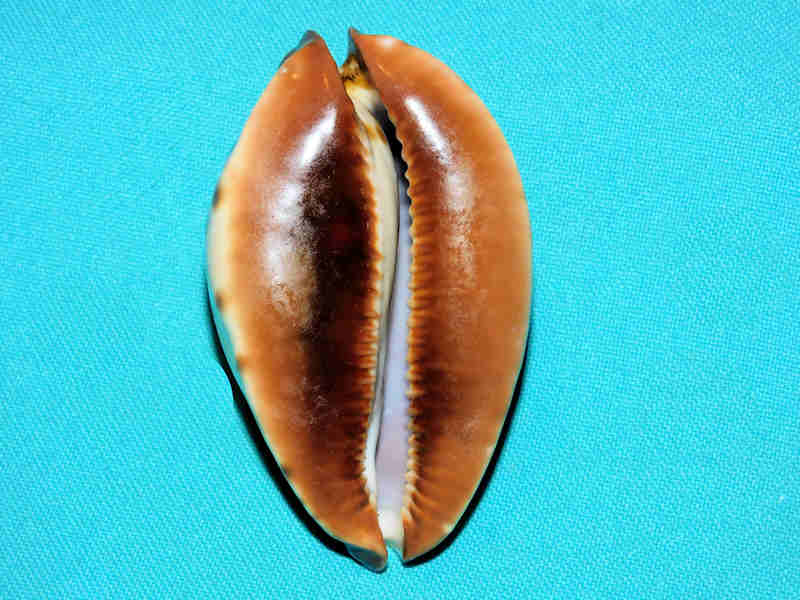 Modal Additional Images for Zoila jeaniana jeaniana 71.31mm. "Gorgeous, Superb & Colorful" LOT#901241JB