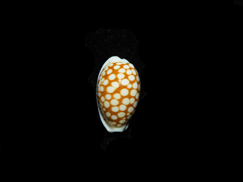 (image for) Cribrarula comma comma 19.04mm."Zanzibar" LOT#901269JB