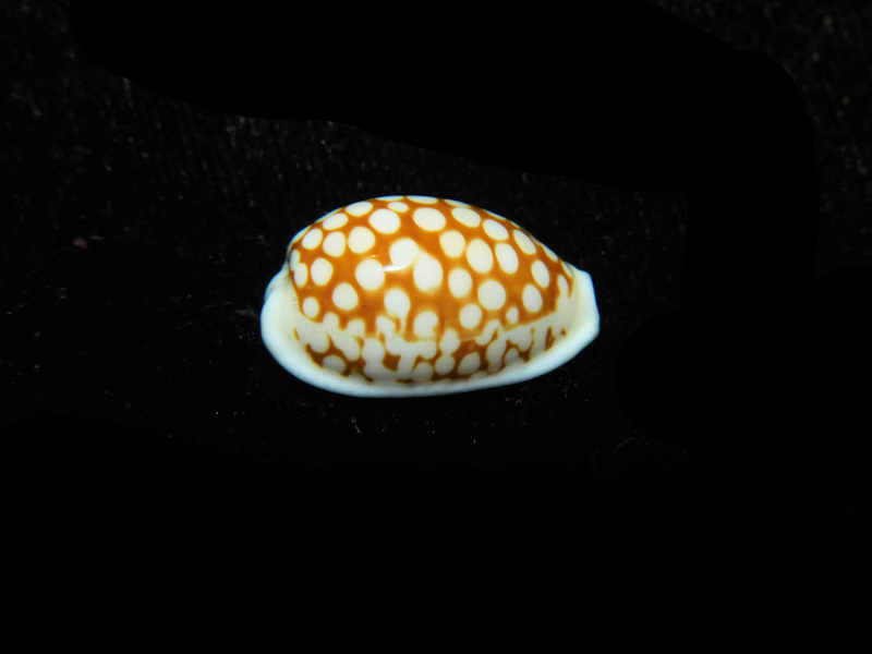 Cribrarula comma comma 19.04mm."Zanzibar" LOT#901269JB