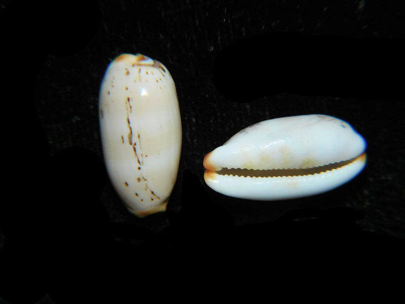 (image for) Luria Isabella controversa f. atriceps (2) 16.09mm & 15.83mm."HawaII" LOT#901308JB