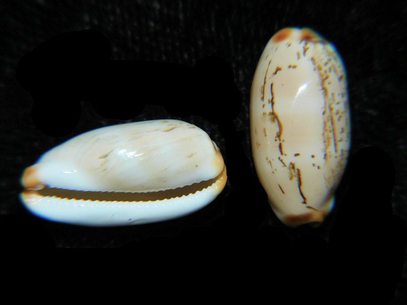 Modal Additional Images for Luria Isabella controversa f. atriceps (2) 16.09mm & 15.83mm."HawaII" LOT#901308JB