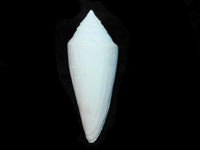 (image for) Contraconus arlinei 4 7/8” or 124.22mm."Rare Golden Gate"Lot#17872