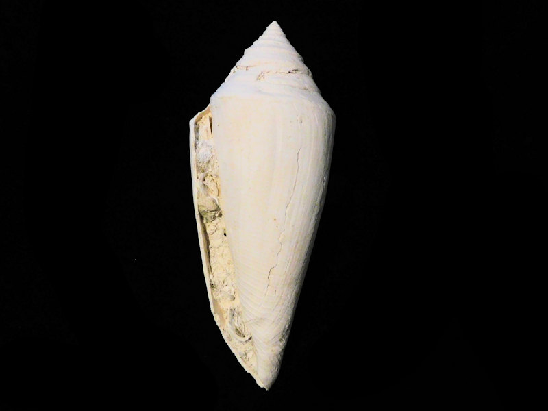 Modal Additional Images for Contraconus arlinei 4 7/8” or 124.22mm."Rare Golden Gate"Lot#17872
