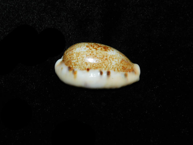 Erronea caurica dracaena corrosa 1 ½” or 35.38mm."india" LOT#901322JB