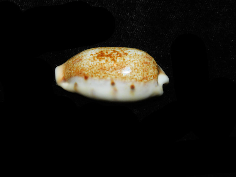 Erronea caurica dracaena corrosa 1 ½” or 35.38mm."india" LOT#901322JB