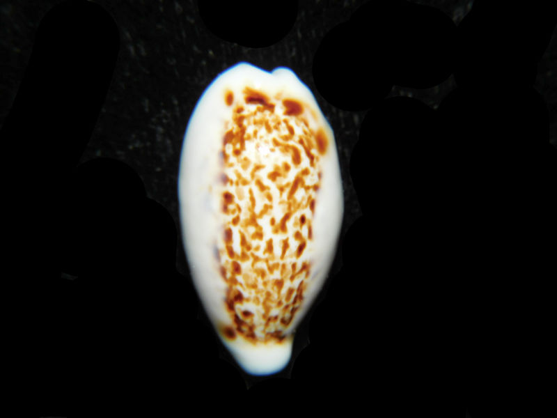 (image for) Eclogavena coxeni 1 1/8” or 27.24mm."Superb Rare" LOT#901313JB