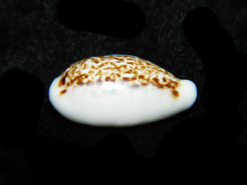 Eclogavena coxeni 1 1/8” or 27.24mm."Superb Rare" LOT#901313JB