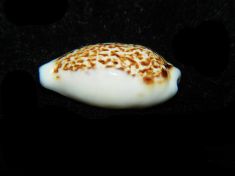 Eclogavena coxeni 1 1/8” or 27.24mm."Superb Rare" LOT#901313JB