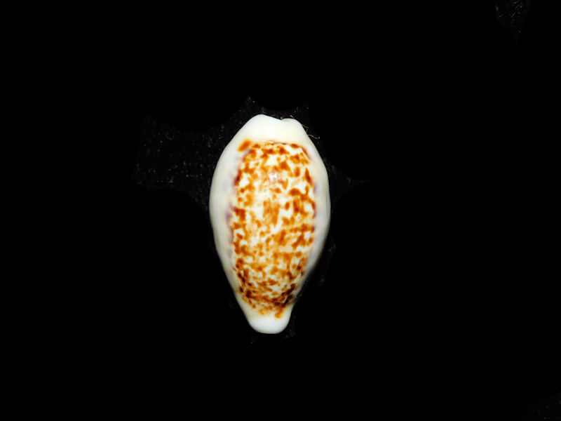 (image for) Eclogavena coxeni 1” or 25.66mm. "Superb" LOT#901321JB