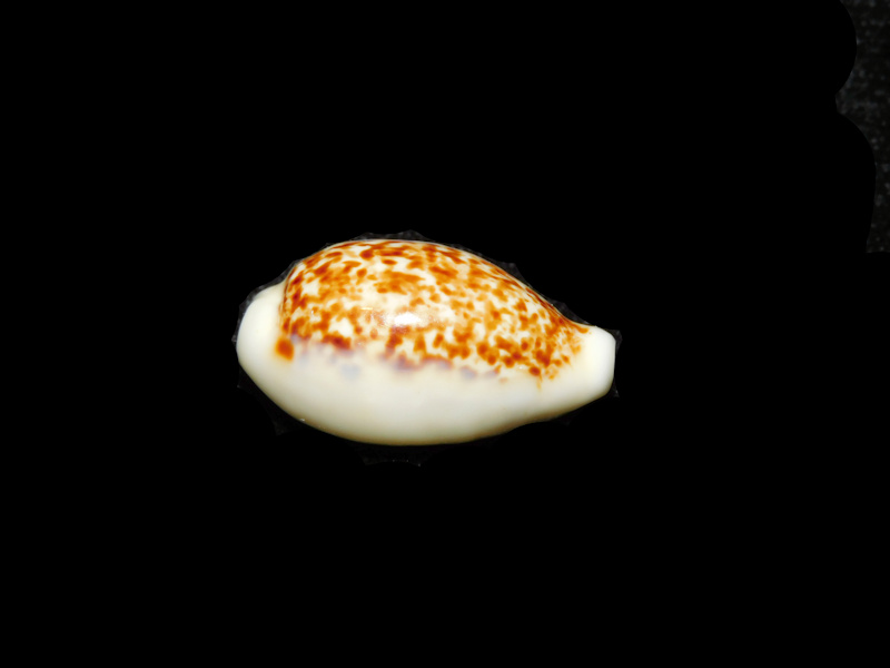 Eclogavena coxeni 1” or 25.66mm. "Superb" LOT#901321JB