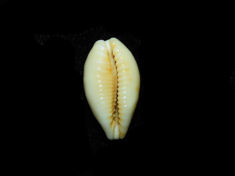 Modal Additional Images for Eclogavena coxeni 1” or 25.66mm. "Superb" LOT#901321JB