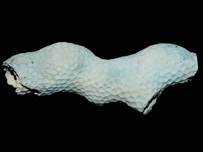 Septastrea crassa 5.66” or 143.77mm. "Pinecrest Member Coral" Lot#17918 (image for) Septastrea crassa 5.66” or 143.77mm. "Pinecrest Member Coral" Lot#17918