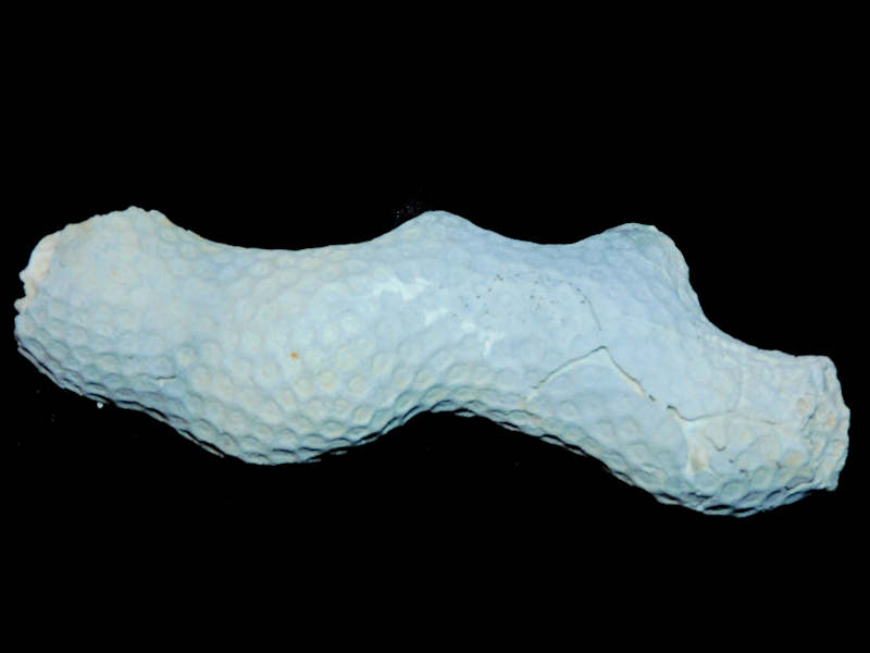 Modal Additional Images for Septastrea crassa 5.66” or 143.77mm. "Pinecrest Member Coral" Lot#17918