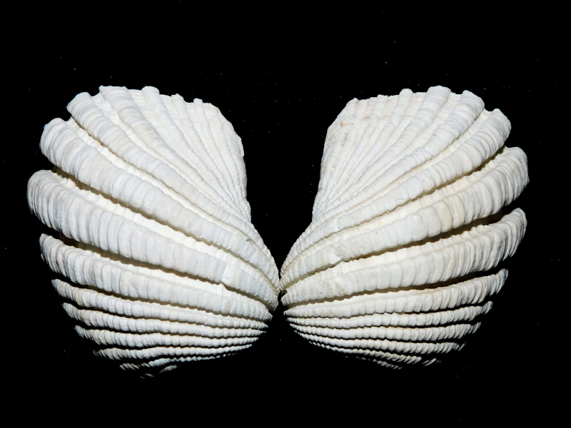 (image for) Caloosarca crassicosta 2 5/8” or 57.68mm."Superb"#17086