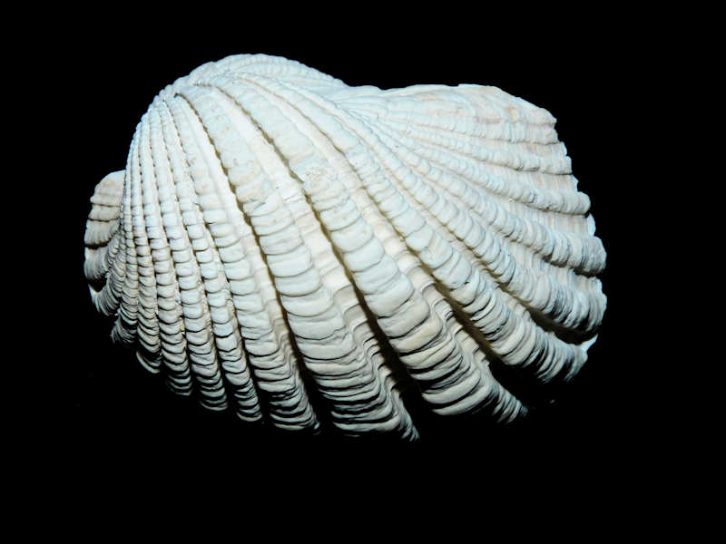 Caloosarca crassicosta 2 5/8” or 57.68mm."Superb"#17086