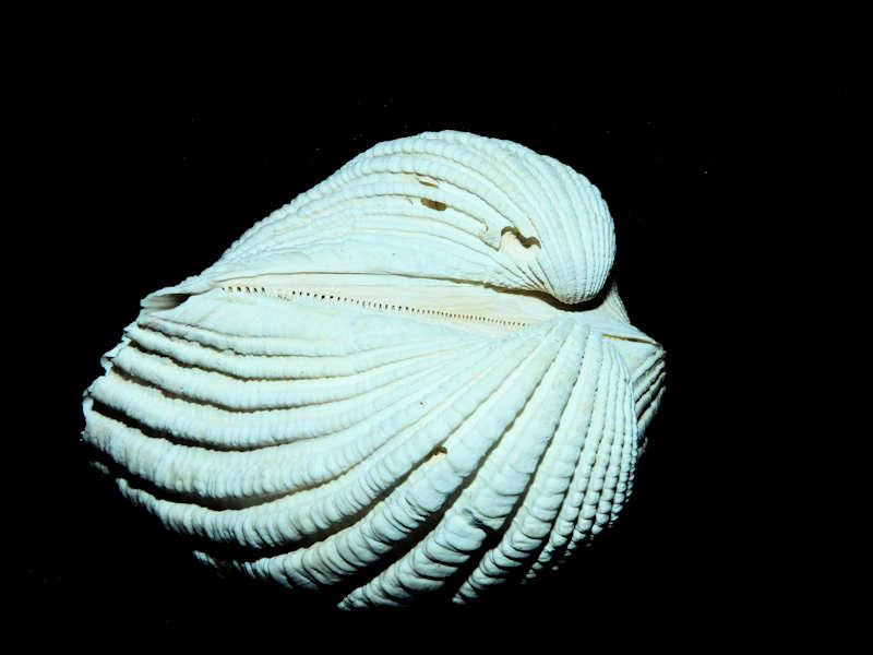 Modal Additional Images for Caloosarca crassicosta 2 5/8” or 57.68mm."Superb"#17086