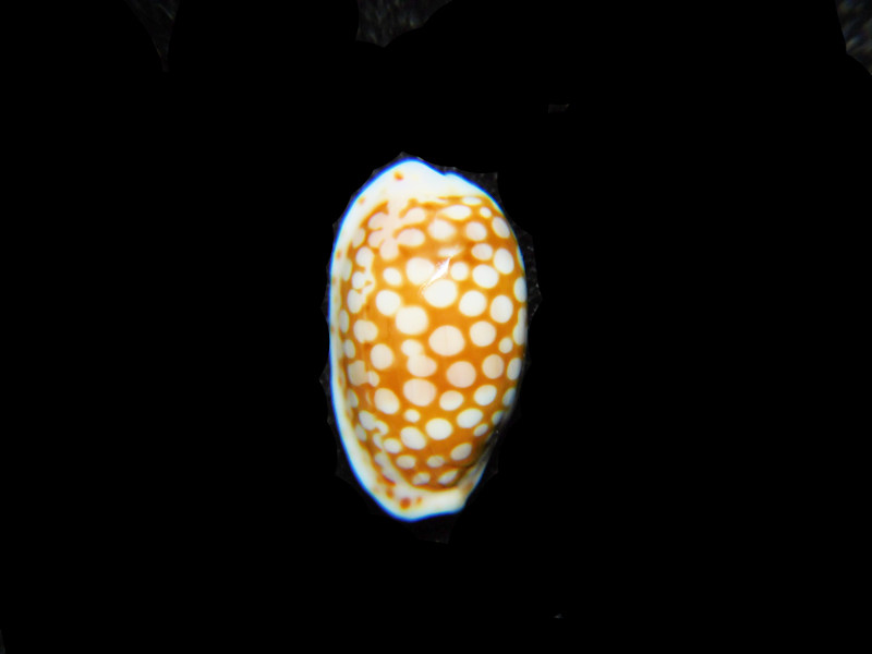 (image for) Cribrarula cribellum 14.71mm."Reunion Island" LOT#901271JB