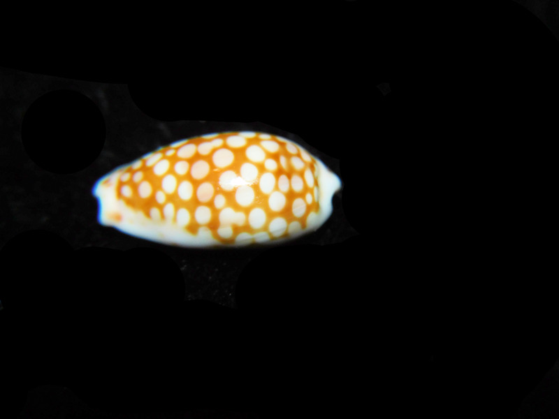 Cribrarula cribellum 14.71mm."Reunion Island" LOT#901271JB