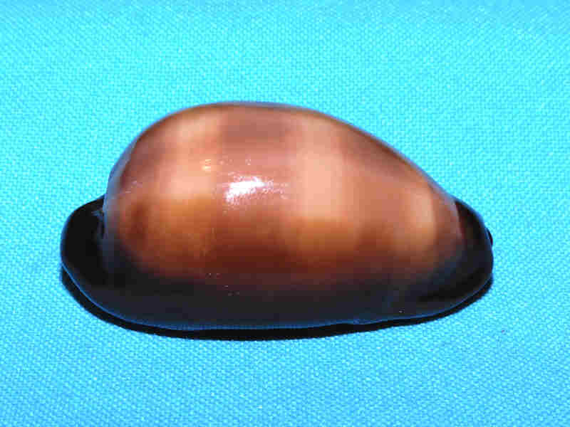 Talparia exusta 2 1/4” or 55.58mm."Red Sea" LOT#901306JB