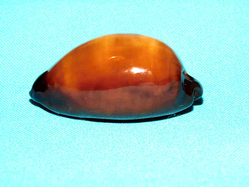 Talparia exusta 2 1/4” or 55.58mm."Red Sea" LOT#901306JB