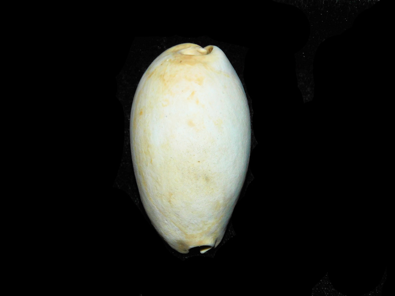 Siphocypraea daughenbaughi 2 1/4” or 54.54mm."Rare"#17826