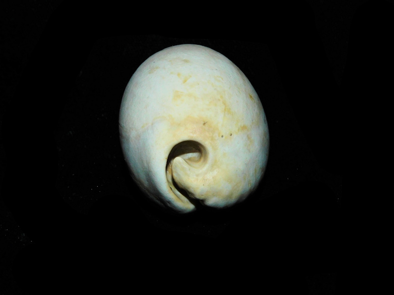 Siphocypraea daughenbaughi 2 1/4” or 54.54mm."Rare"#17826