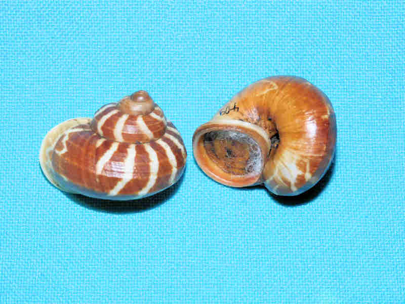 (image for) Cyclophorus daranganicus(2) 28.15mm w/o & 28.10mm.LOT#700976