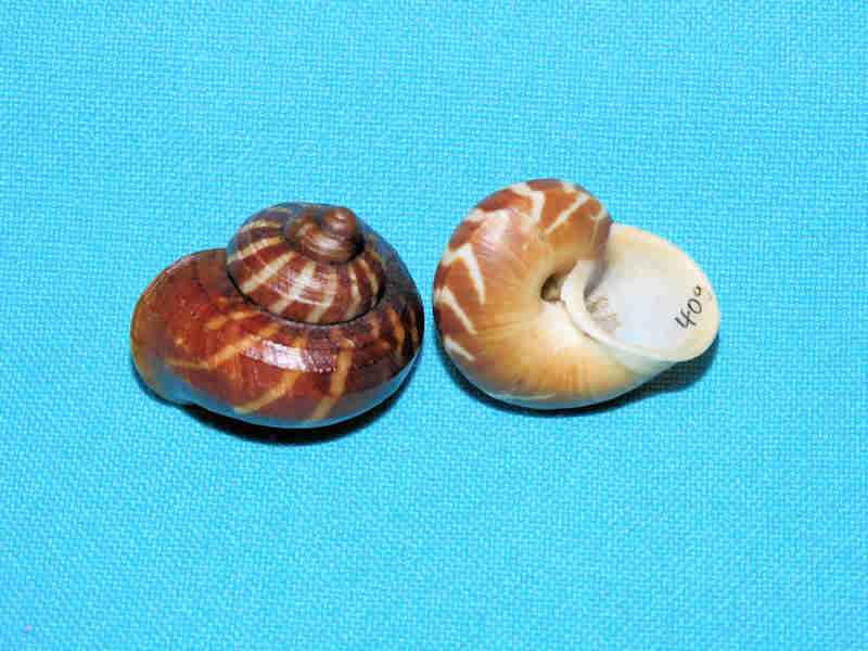 Modal Additional Images for Cyclophorus daranganicus(2) 28.15mm w/o & 28.10mm.LOT#700976