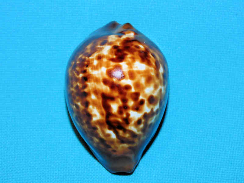 (image for) Zoila decipiens 52.05mm."Large" LOT#901228JB