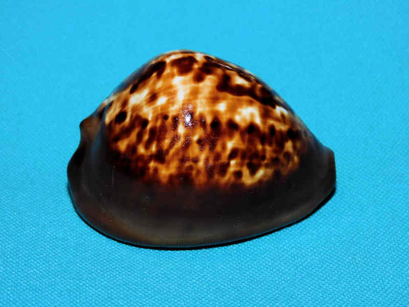 Zoila decipiens 52.05mm."Large" LOT#901228JB