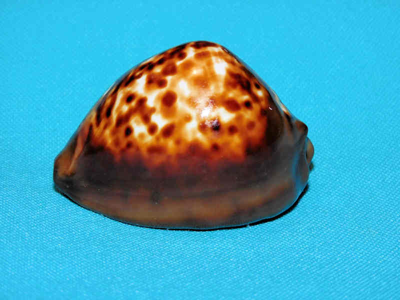 Zoila decipiens 52.05mm."Large" LOT#901228JB