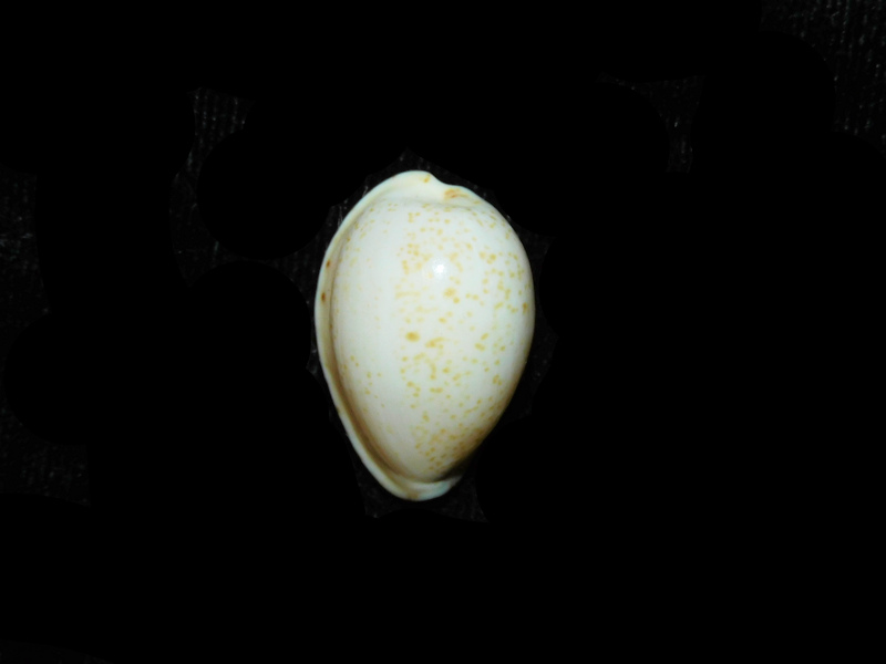 (image for) Notocypraea declivis 23.65mm "RARE" LOT#901286JB