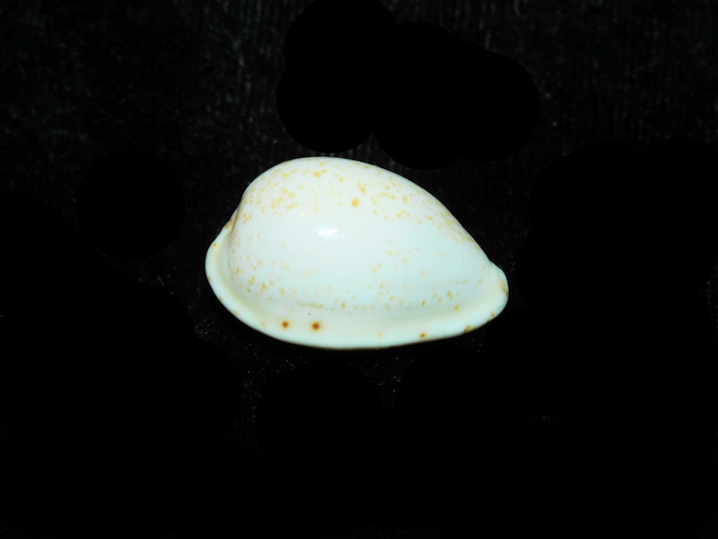Notocypraea declivis 23.65mm "RARE" LOT#901286JB