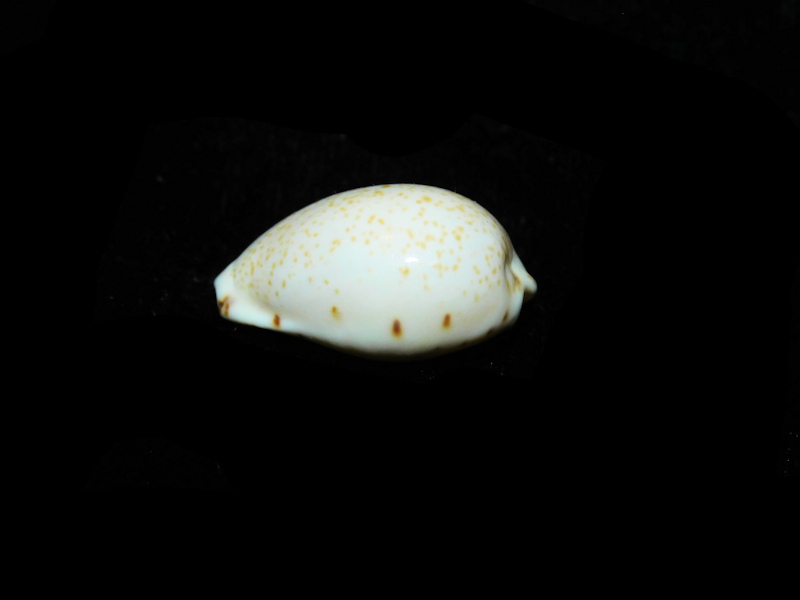 Notocypraea declivis 23.65mm "RARE" LOT#901286JB