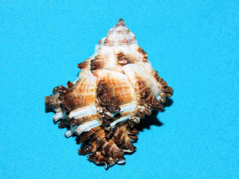 (image for) Hexaplex cichoreum depressospinosus 2 ½” or 59.83mm. "Lovely" LOT#901244JB