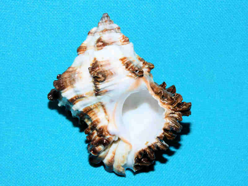 Modal Additional Images for Hexaplex cichoreum depressospinosus 2 ½” or 59.83mm. "Lovely" LOT#901244JB