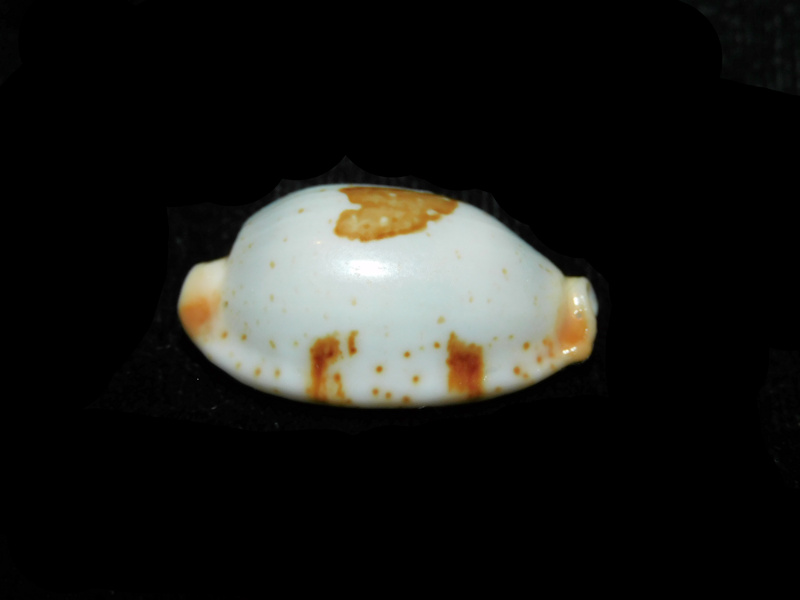 Bistolida diauges 1 1/8” or 27.43mm."Zanzibar" Lot#901282JB