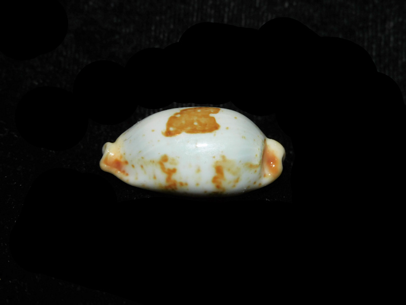 Bistolida diauges 1 1/8” or 27.43mm."Zanzibar" Lot#901282JB