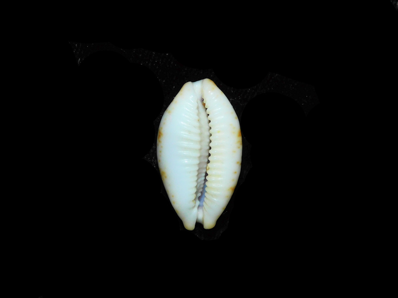 Modal Additional Images for Bistolida diauges 1 1/8” or 27.43mm."Zanzibar" Lot#901282JB