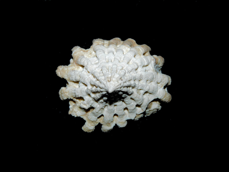 (image for) Calyptraeidae