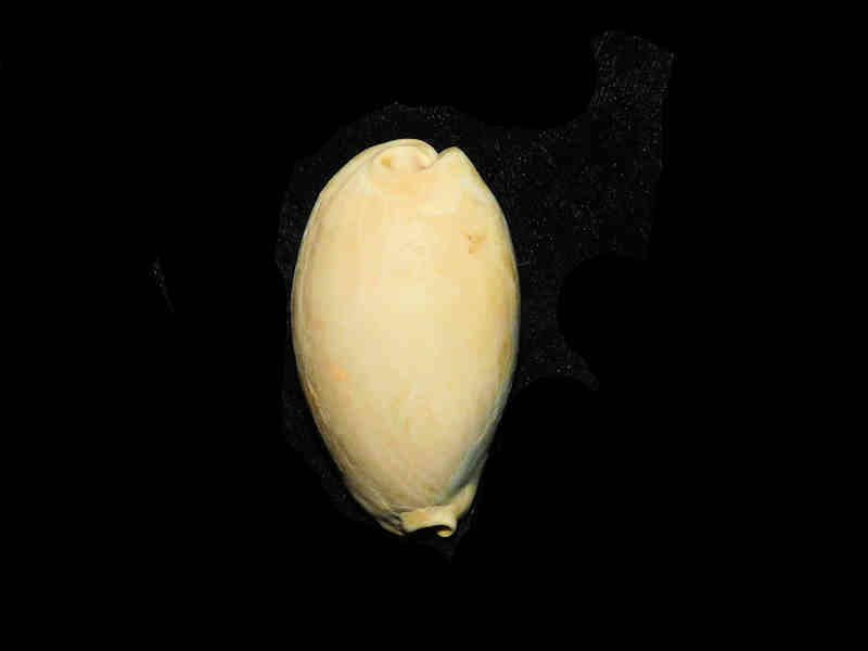 (image for) Siphocypraea (Floridacypraea) desotoensis 2 ½” or 61.19mm. "Brantley Pit" Lot#17881
