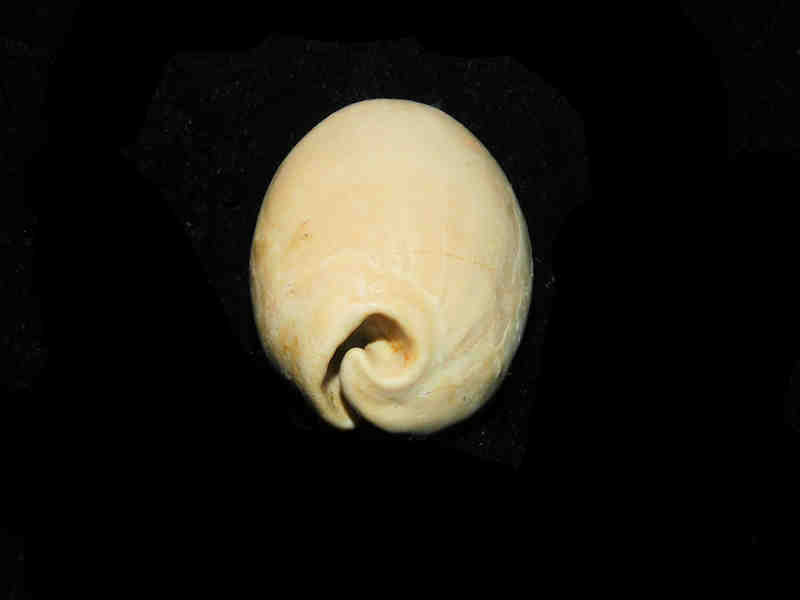 Siphocypraea (Floridacypraea) desotoensis 2 ½” or 61.19mm. "Brantley Pit" Lot#17881