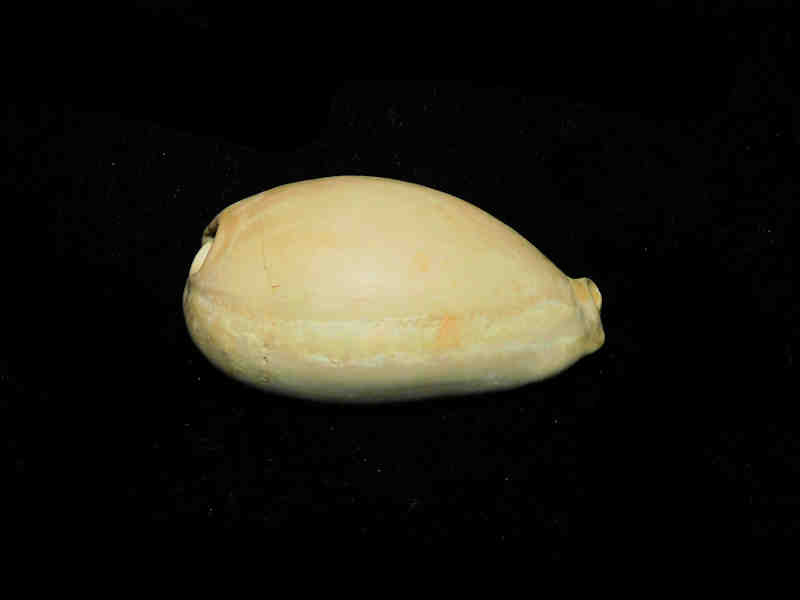 Siphocypraea (Floridacypraea) desotoensis 2 ½” or 61.19mm. "Brantley Pit" Lot#17881