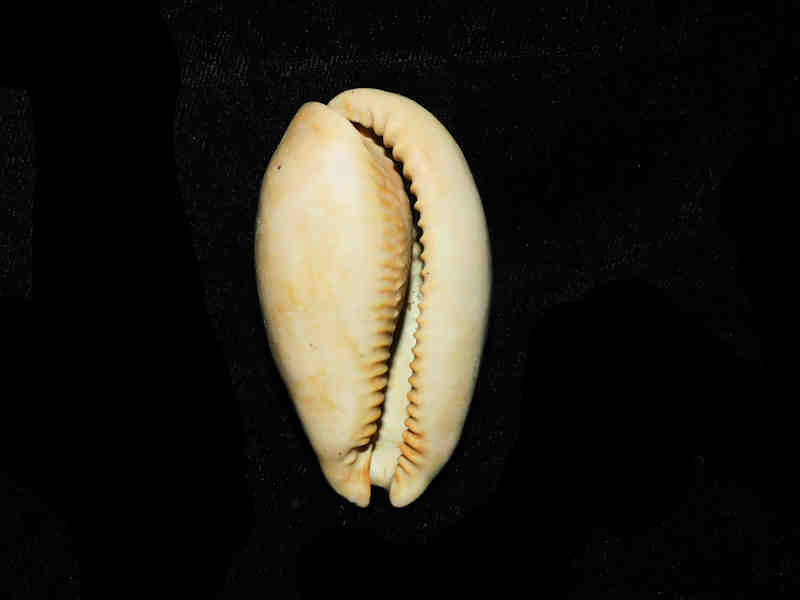 Modal Additional Images for Siphocypraea (Floridacypraea) desotoensis 2 ½” or 61.19mm. "Brantley Pit" Lot#17881