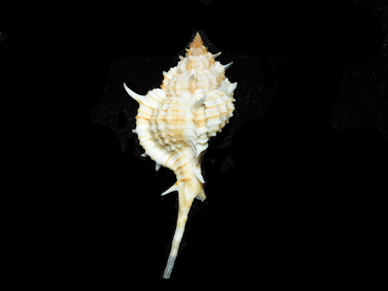 (image for) Siratus articulatus 2 3/8” or 59.62mm. "Dominican Republic" LOT#700985G